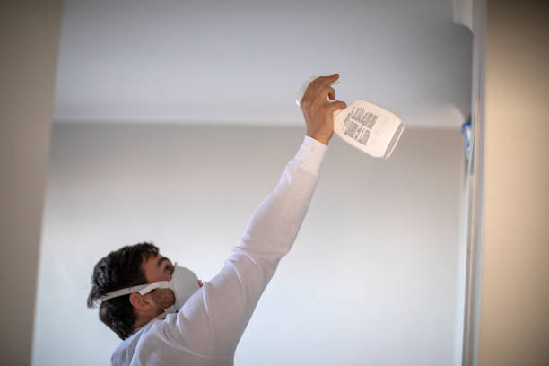 Best Black Mold Removal  in Stedman, NC