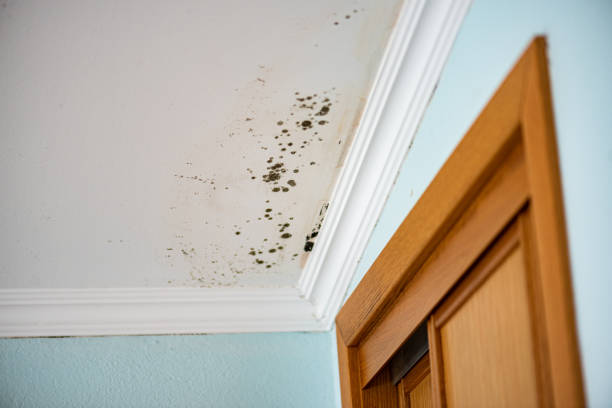 Best Emergency Mold Removal  in Stedman, NC