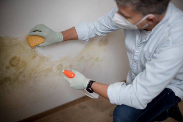 Best Same-Day Mold Removal  in Stedman, NC