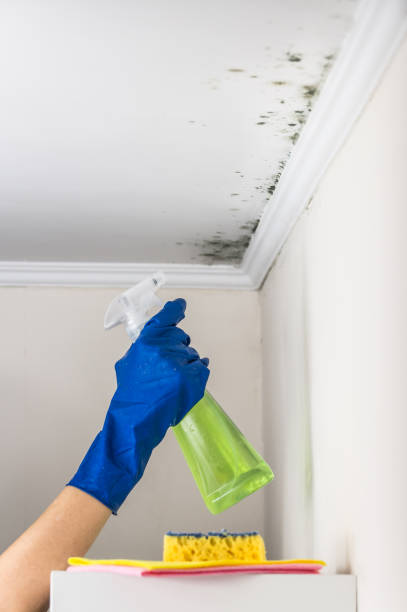 Best Home Mold Removal  in Stedman, NC